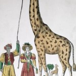 Zarafa Presented to the King (unknown)