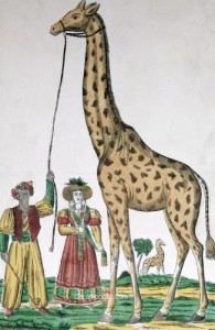 Zarafa The Giraffe Presented to the King (unknown)